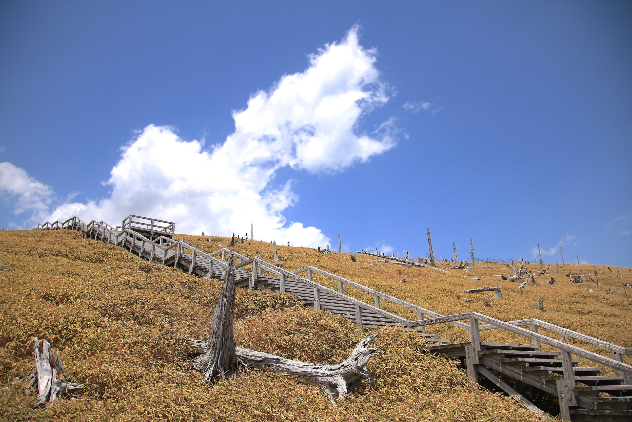 大台ヶ原山登山ガイド　初心者も楽しめる東大台コースと絶景の魅力 | 山と高原地図Web
