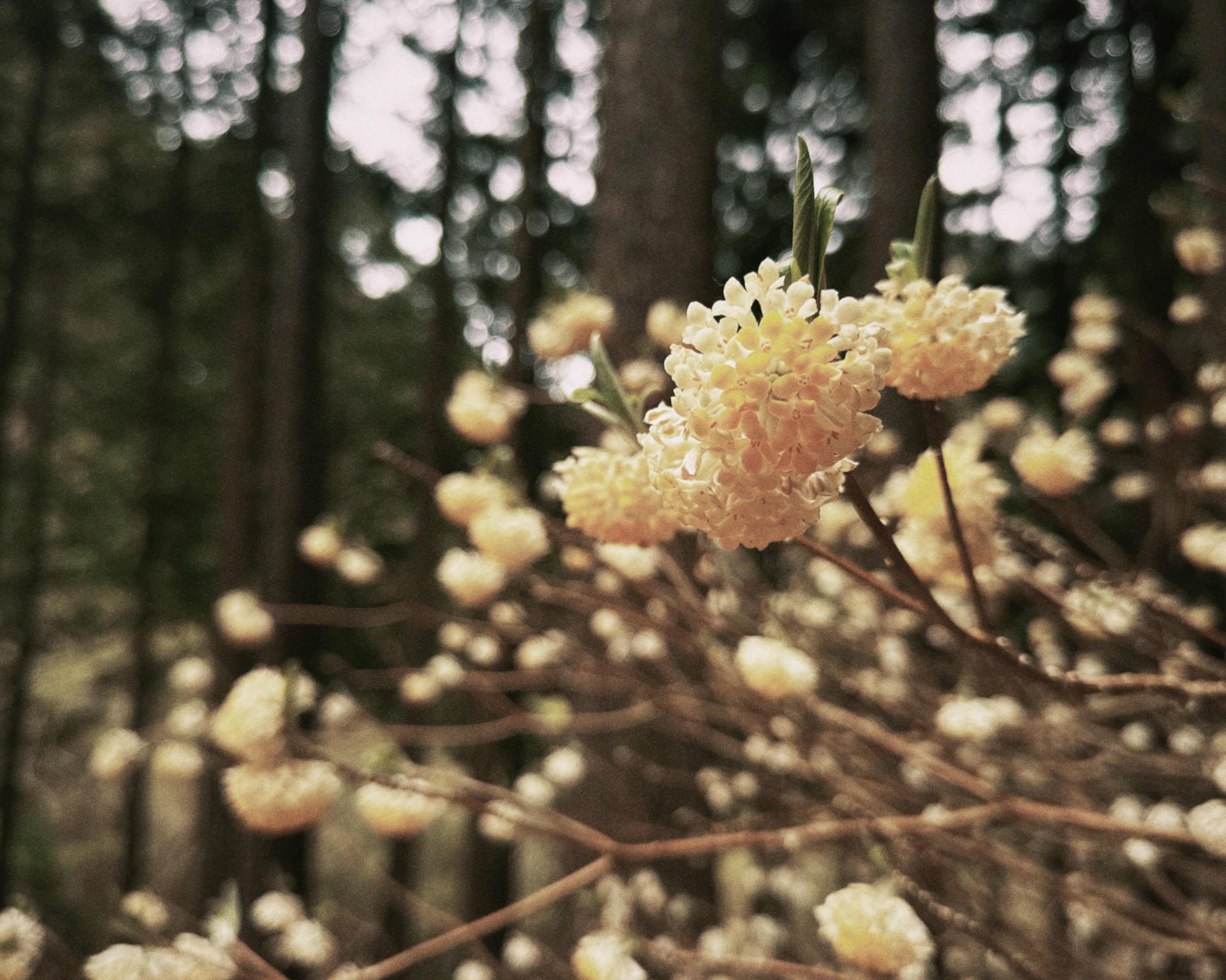 不動尻のミツマタ