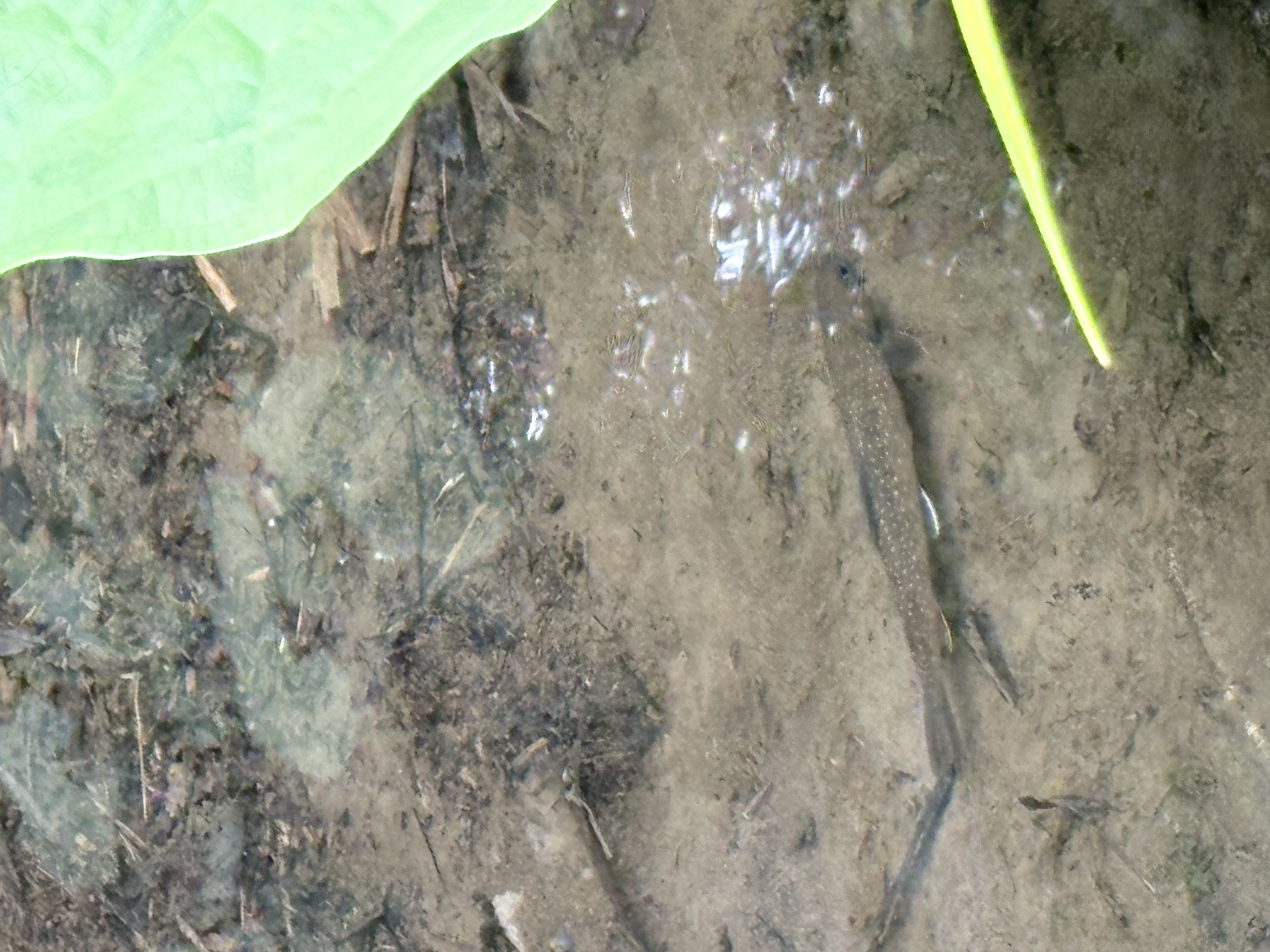 登山口近くの木道脇の流れで見つけた岩魚