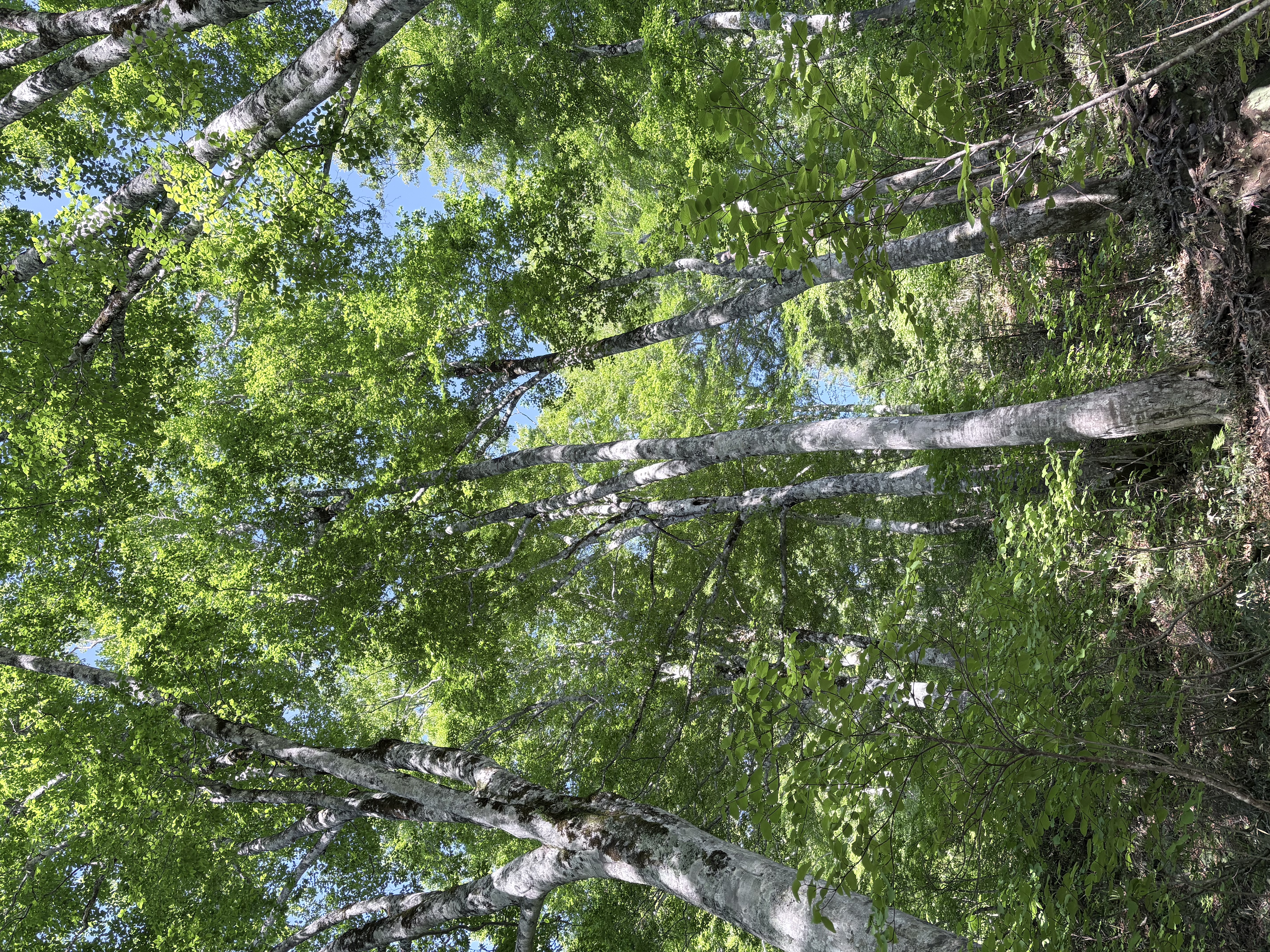 ブナの森の中々を登ります